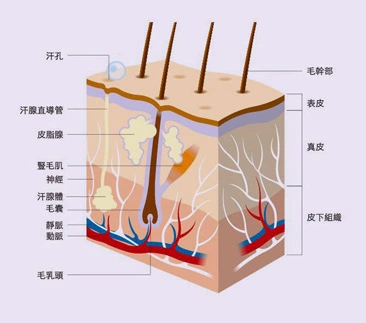 脫毛&治療毛周損害及臨床解決方案